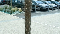 tree grate