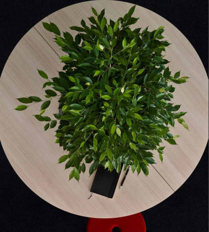 bouquet garni deutsch