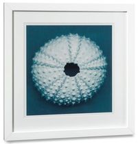 decorative painting SEA URCHIN Williams Sonoma Home