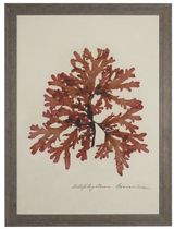 decorative painting CAPISTRANO CORAL FAN Williams Sonoma Home