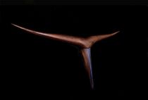design wall light FRONT Wood & Light by Omar Sherzad