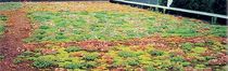 extensive green roof system  ECOVEGETAL / TOITURES VEGETALISEES