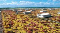 extensive green roof system ECONOMY ROOF Optigreen
