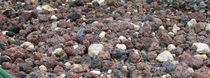 extensive green roof system SD DGS-E Den Ouden Export BV