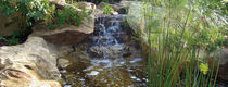 garden pond  WATERWORLD