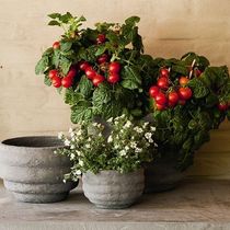garden pot COLORED FLOWERPOTS POMAX