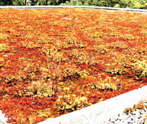green roof waterproofing membrane CITYFLOR&reg;  AXTER