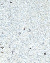 handmade pattern wallpaper AGATE Yangki