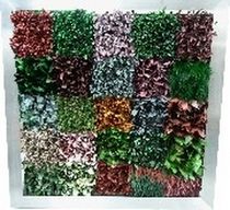 living art frame (preserved vegetals) PATCHWORK LOTUS