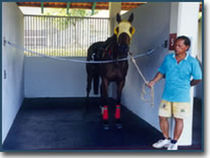 rubber flooring for stable EQUINE SHOW Flexitec