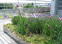 semi-intensive green roof system LAVANDULIS ECOVEGETAL / TOITURES VEGETALISEES