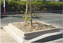 tree edging SOB&Eacute;RITE&reg; 1 Sitinao