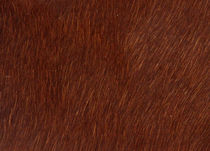 upholstery leather HORSE Alfatex Italia