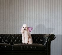 wall fabric: silk MOKA Giardini Wallcoverings