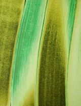 wall fabric NATURE  Pasaya