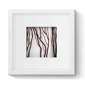 frame
