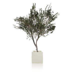 preserved ornamental-plant