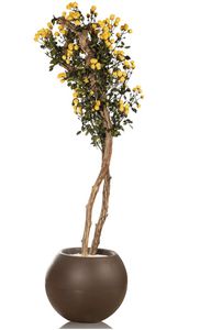 preserved ornamental-plant / totem