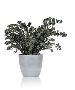 preserved ornamental-plant / eucalyptus