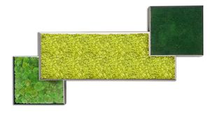 preserved living frame / moss / in lichen / indoor