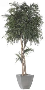 preserved ornamental-plant / eucalyptus