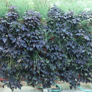 vertical garden with live plants / natural / outdoor