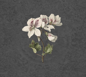 contemporary wallpaper / floral / non-woven / washable