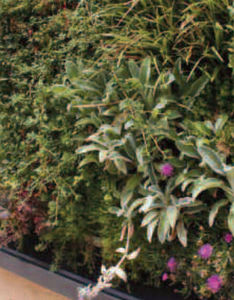 indoor green wall