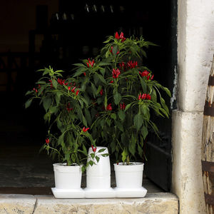 plastic garden pot / round / home