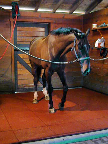rubber flooring for stable EQUI-GOMMA  POLIGOMMA SRL