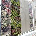 exterior green wall - VERTICAL GARDEN