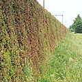 modular structures green wall - FRAMEPANEL