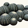 original design sofa / adult - CACTUS by Maurizio Galante