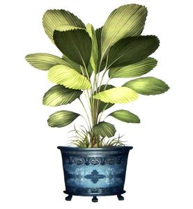 壁布 / 柄 / 花柄 / コットン製