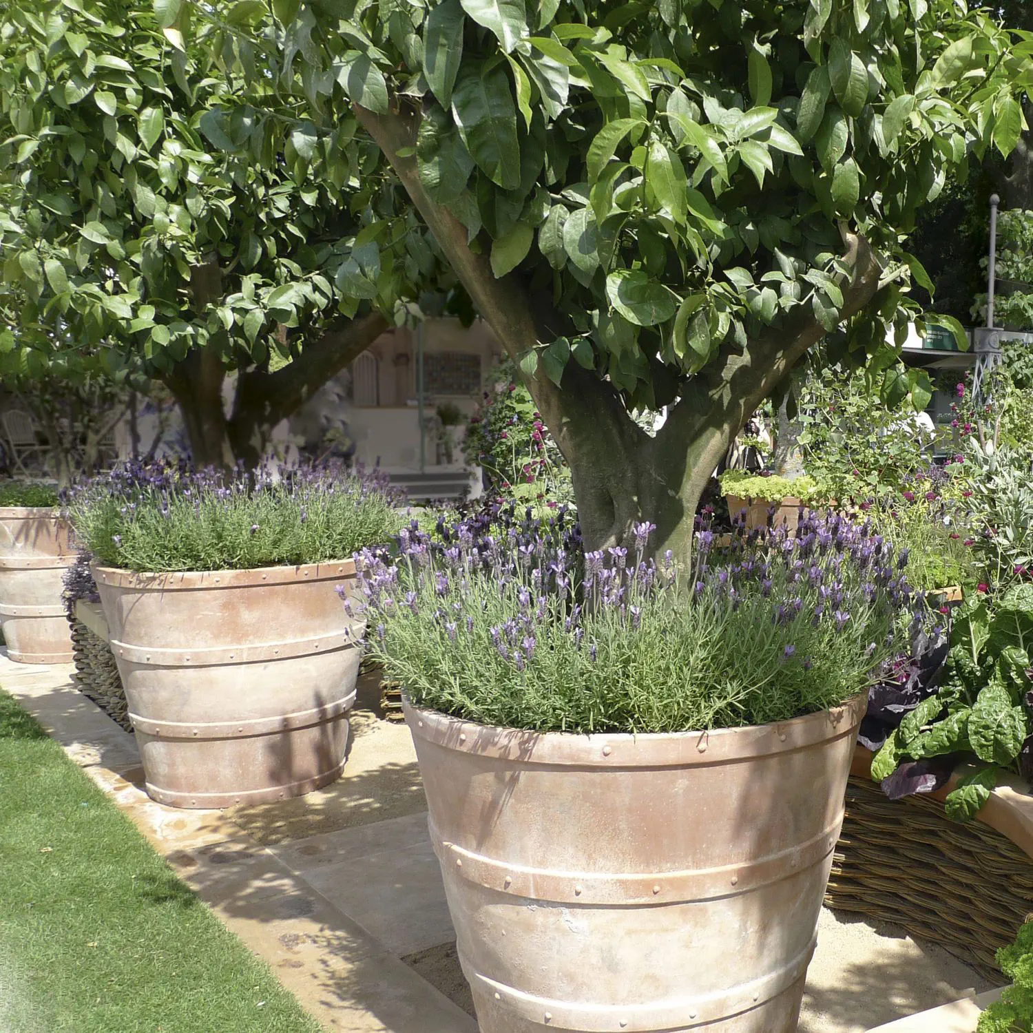 Terracotta plant pot - CANTINA - Tectona - conical / home