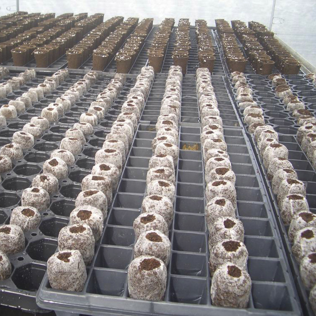 Coconut fiber growing medium ROSALINE JIFFY plug / for flowers