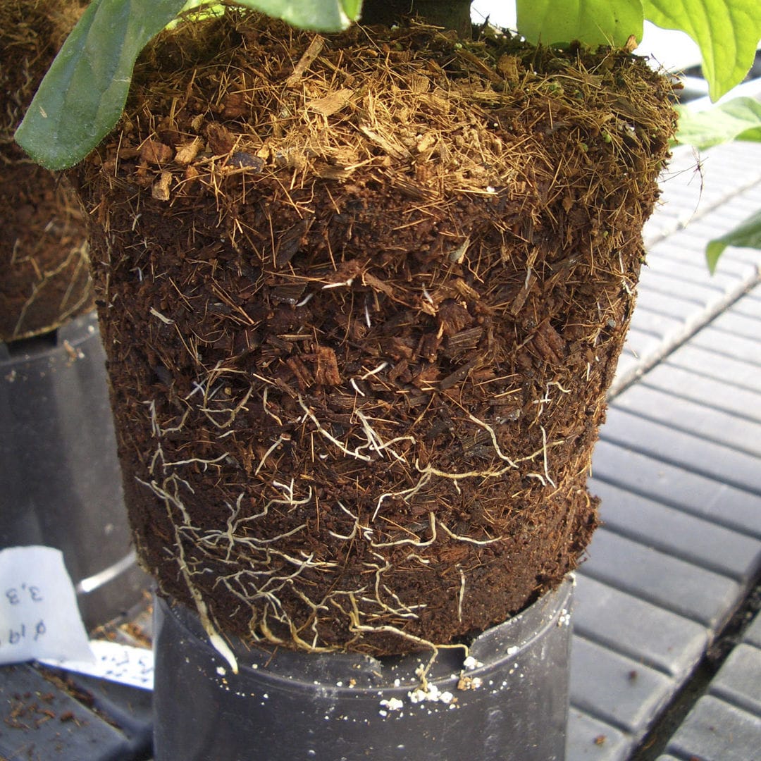 Coconut fiber growing medium CD JIFFY loose / for flowers / for