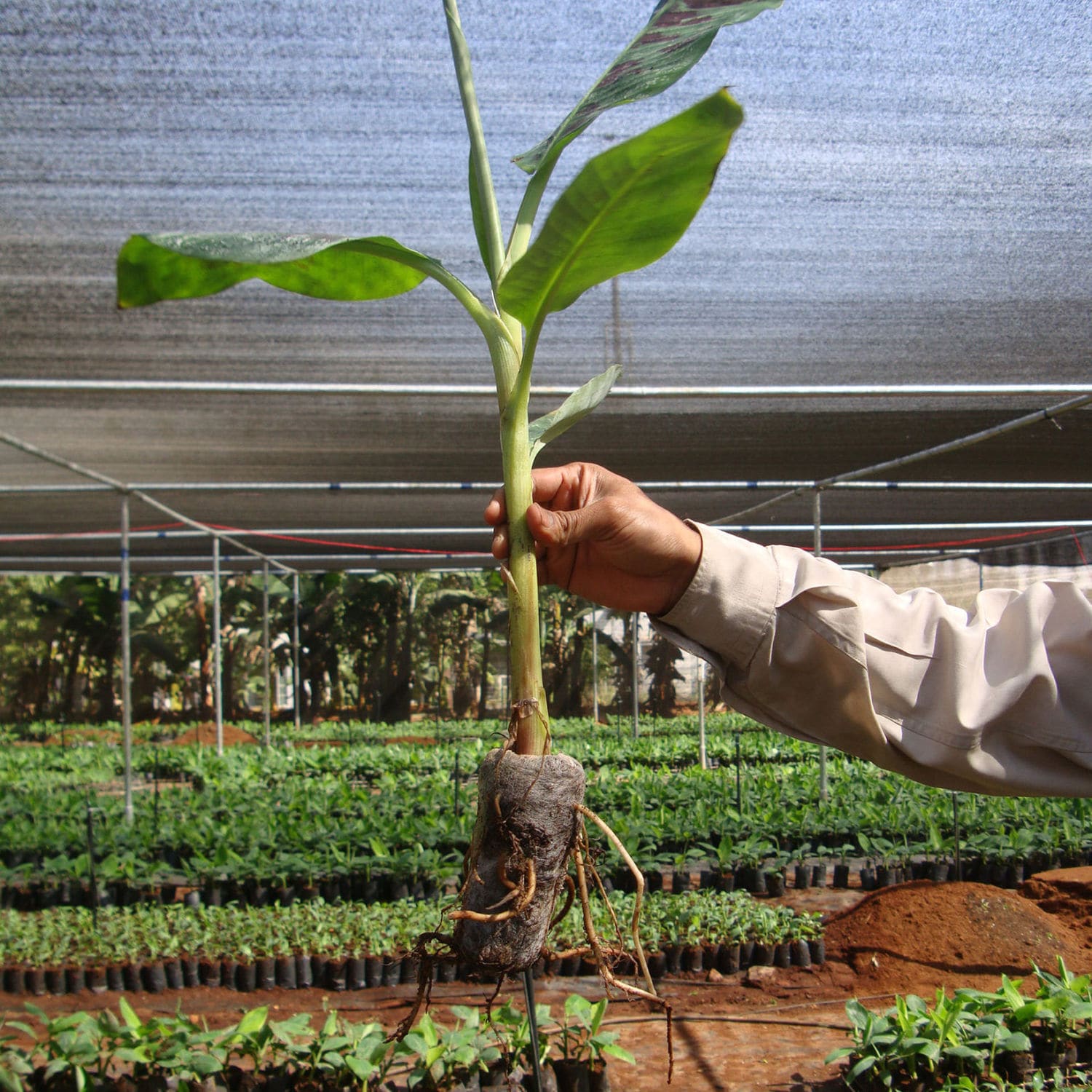 Coconut fiber growing medium 7C JIFFY peat / loose / for organic