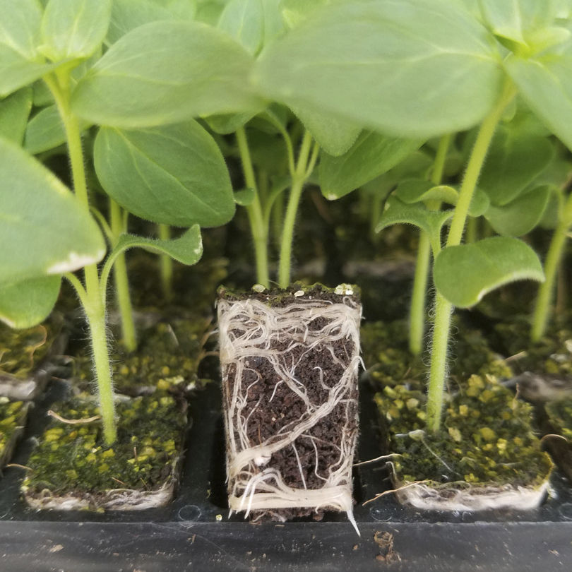 Peat growing medium FORMIT JIFFY plug