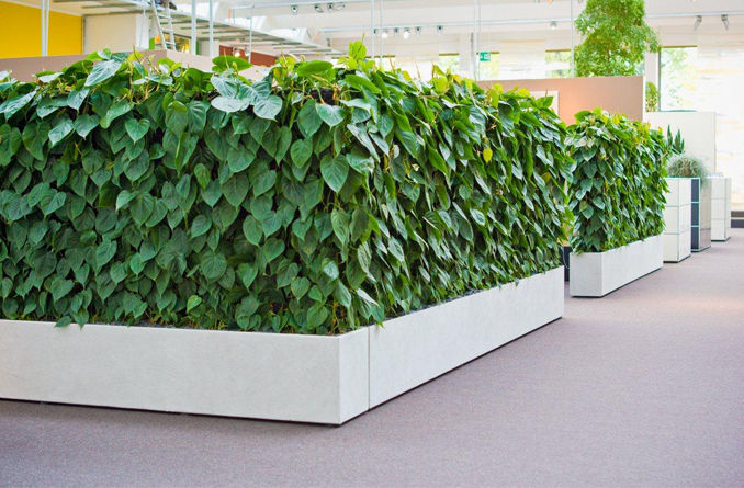 philodendron jungle fever variegated Shop Variegated Philodendron Jungle Fever Tissue Culture Plant