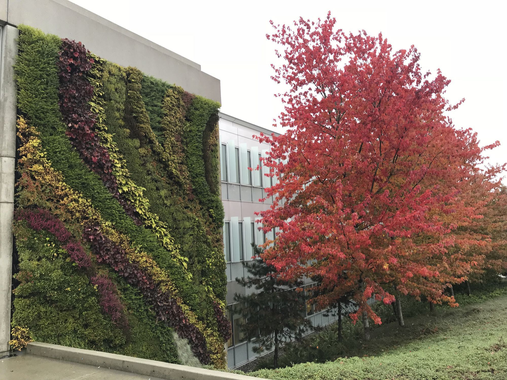 Green wall with live plants - VERSA WALL® XT™ - GSky Plant