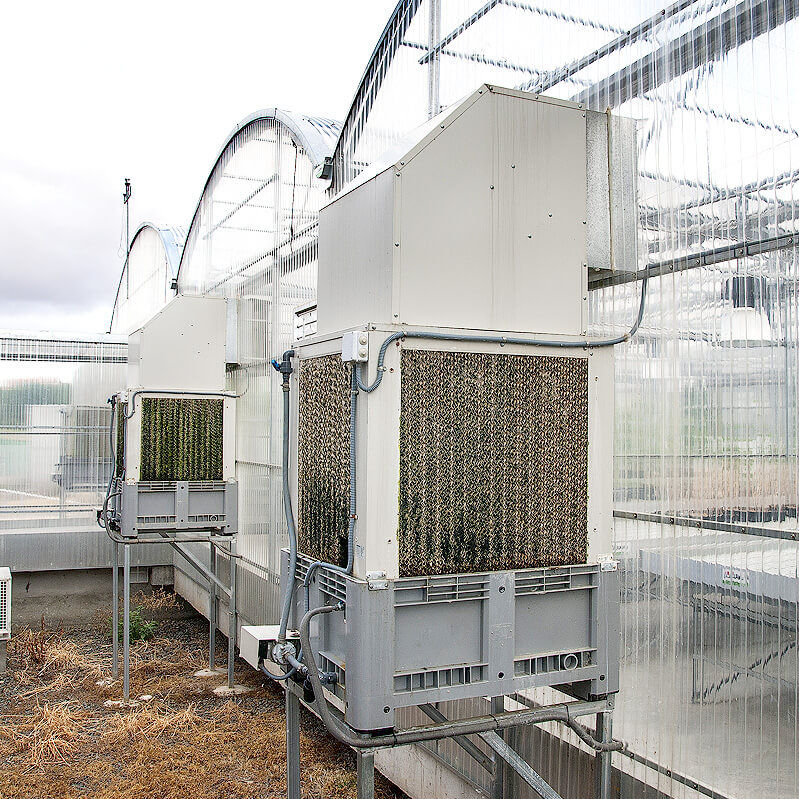 Greenhouse clearance cooling systems