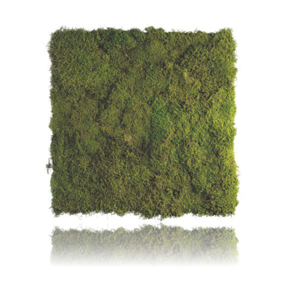 Preserved green wall - FOREST - MOOS MOOS MANUFAKTUR - modular-panel ...