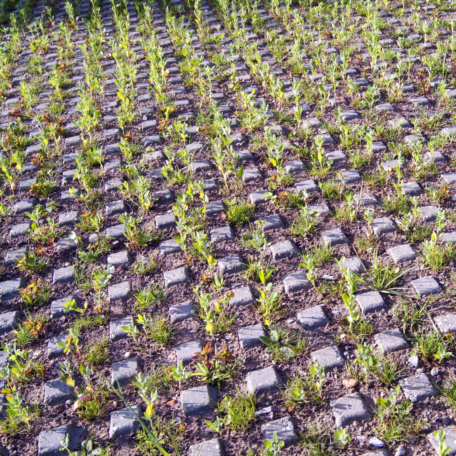 Concrete grass paver GRASSGRID Aggregate Industries