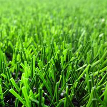 Synthetic grass / roll / for athletic fields