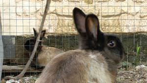 wire mesh fence