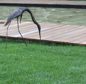 natural grass 1