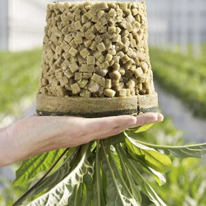 mineral wool growing medium