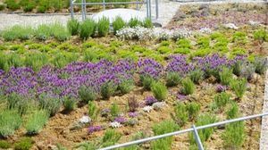 extensive green roof system