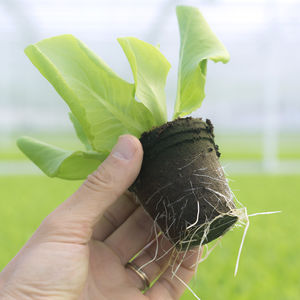 peat growing medium